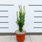 Tis prostredný (Taxus Media) ´HICKSII´ - výška  20-40 cm, kont. C2L